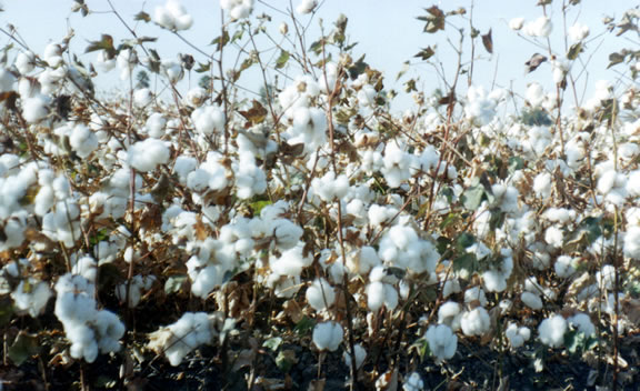 Monsanto Unveils Six New Cotton Varieties for 2010