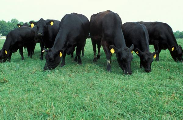 Including DNA Information in EPDs May Allow Producers to Select Animals Truly Superior at a Younger Age