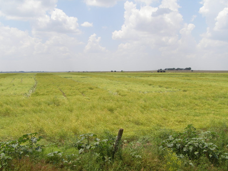 Oklahoma Farm Report Reglone Desiccant Now Registered for U.S. Winter