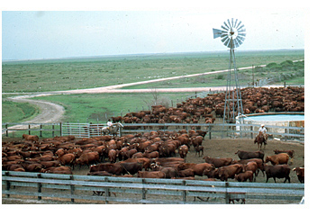 Constantly Control Costs- A Key to Success on Today's Beef Cattle Ranch