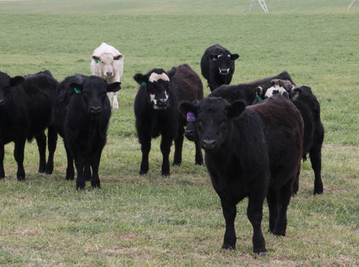 Less Noise Equals Fewer Problems in Working Cattle- the Advice of Dr. Temple Grandlin