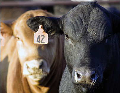 Texas Cattle Feeders See a Need for a Mandatory Animal ID System