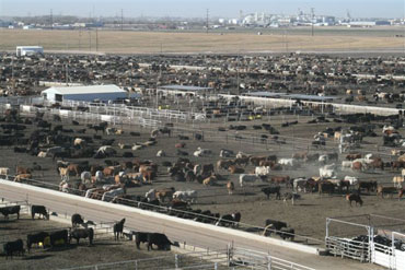 The State of the Feedlot Industry is Pretty Darn Good- Mike Engler of TCFA