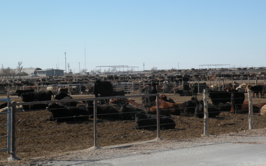 Talking Cattle on Feed and Feedlot Profitability on Today's Beef Buzz