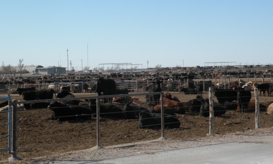 Do the Math- Lighter Weight Cattle Being Sold Out of Feedlots Means Fewer Pounds of Beef Per Animal