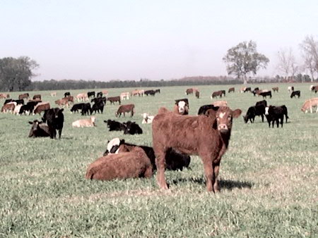 With Supplies of Feeder and Stocker Cattle Tight- Cattle Prices Will Remain Historically High