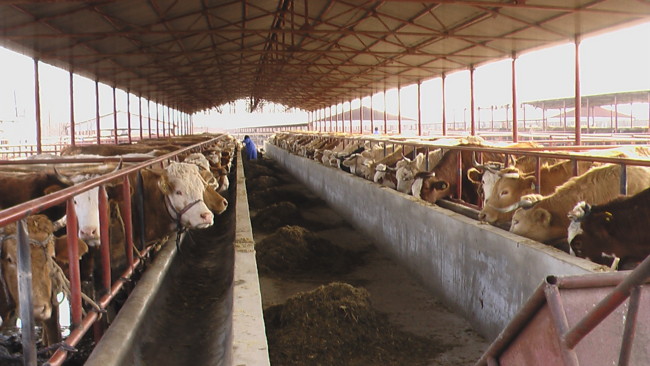 China Remains an Elusive Yet Enticing Market to Pursue for the US Beef Cattle Industry