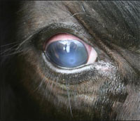 Beef Cattle Herd Health Expert Says Stay Ahead of Pink Eye Infection in Your Beef Cow Herd