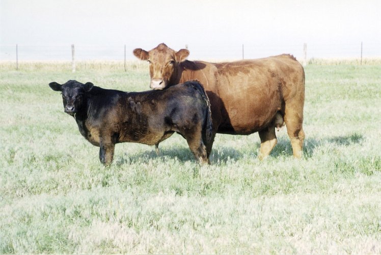 Sustainability in Cattle Production is a Growing Consideration for Producers