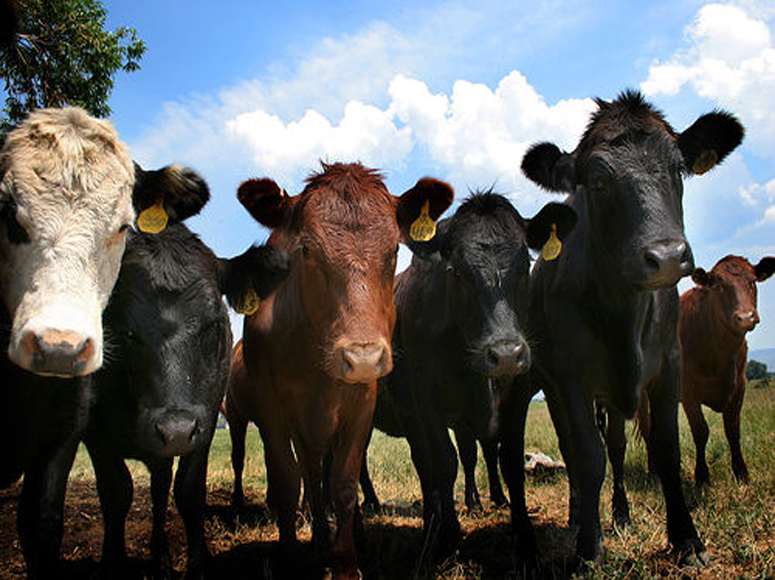 Sustainability in Beef Production Moving Forward with Global Roundtable