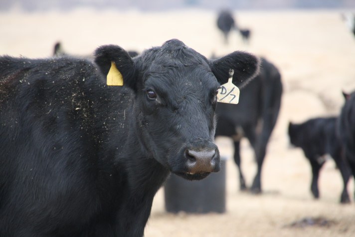 Beef Quality Audit is Underway, Producers Encouraged to Participate