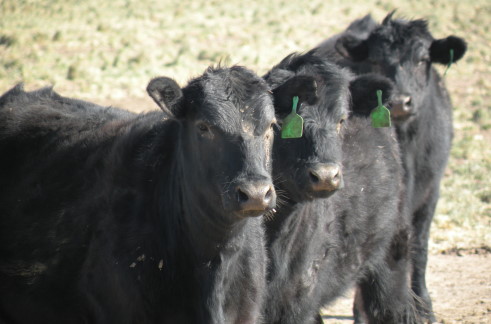 Will Beef Producers Leave the Industry Because of Severe Drought?