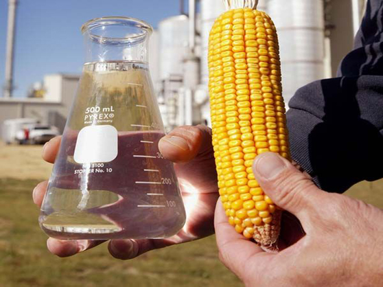 Livestock Industry Agrees- If Corn Needs to Be Rationed- Ethanol Needs to Participate