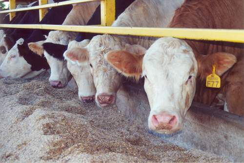Latest Feedlot Numbers Remain Five Percent Above Year Ago Levels