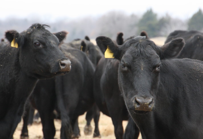 Are Your Beef Cows Short on Vitamin A?