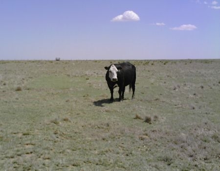 Dr. Damona Doye Talks About Rebuilding Herds After The Drought
