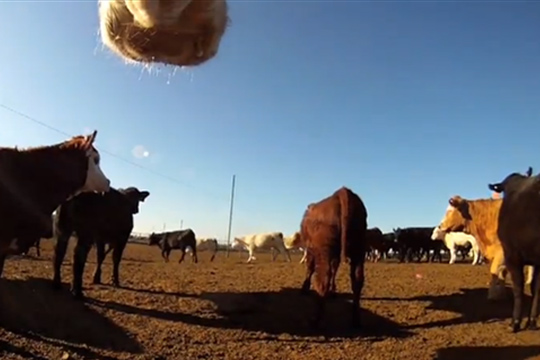 Producing a Cow�s Eye View of Cattle Cuisine