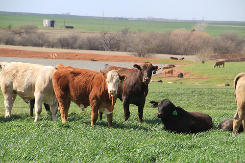 Back to Basics Workshops Announced by Oklahoma Beef Council