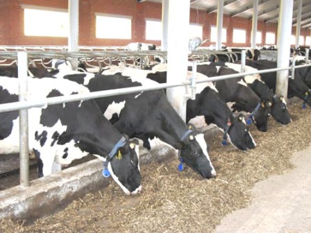 Case Four of BSE Found in Central California Dairy Cow