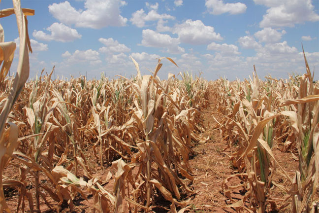 2012 Drought Spreads Northward, Pressures Grain and Cattle Markets