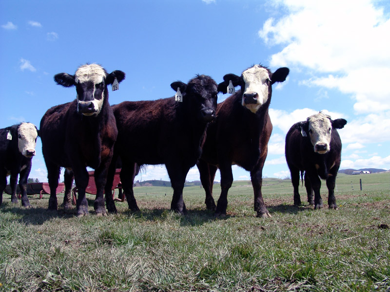 New Research Shows Cattle Producers Doing the Right Thing
