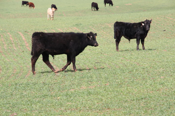 If You Buy Calves for Fall Pasture This Year- The Smart Buy is to Go Heavy- Derrell Peel