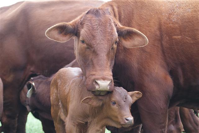 Quick-Acting Treatment Necessary For Drought-Stressed Calves