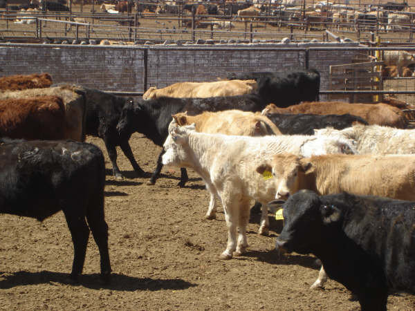 Record Levels of Mexican Cattle Imports Could Decline Soon