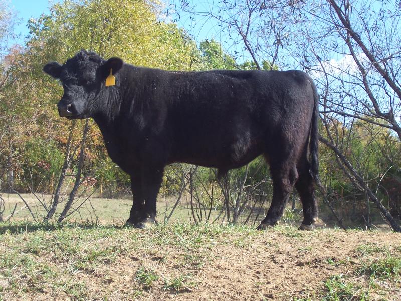 Marketing Goals, Drought Considerations Impact Wise Bull Selection