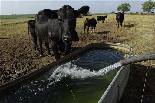 Good Management Can Help Alleviate the Effects of Drought Stress in Cattle