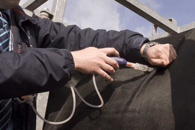 Newly-Approved Label Claim for Baytril 100 Broadens Application Options for Cattle Producers