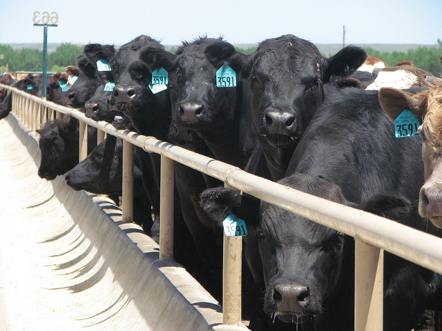 Cattle on Feed Numbers Six Percent Under February 1, 2012