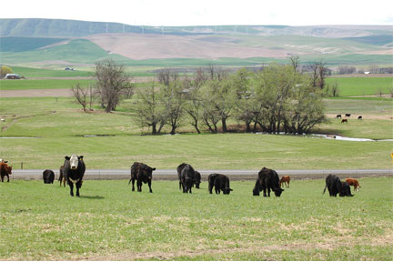 Beef Sustainability Study Offers Inside Look Into the Many Positives Brought to the Table by Beef
