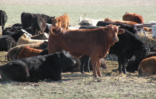As Winter Threatens, New Drugs Help Cattle Producers Stay Ahead of BRD and Parasites