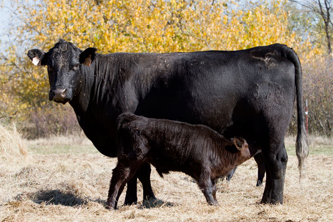 New American Angus President Sees Breed's Potential Value as U.S. Herd Expansion Goes Forward