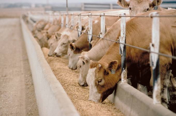 Feedlot Numbers Five Percent Smaller Than at Start of 2013
