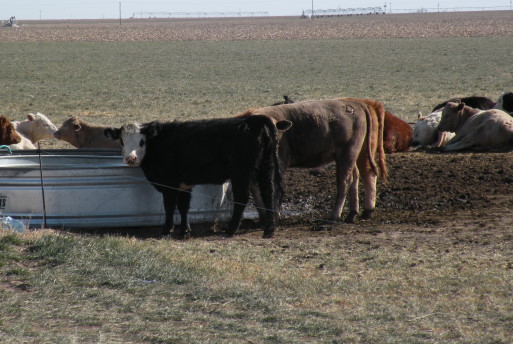 OSU Studying Water Efficiency in Beef Cattle