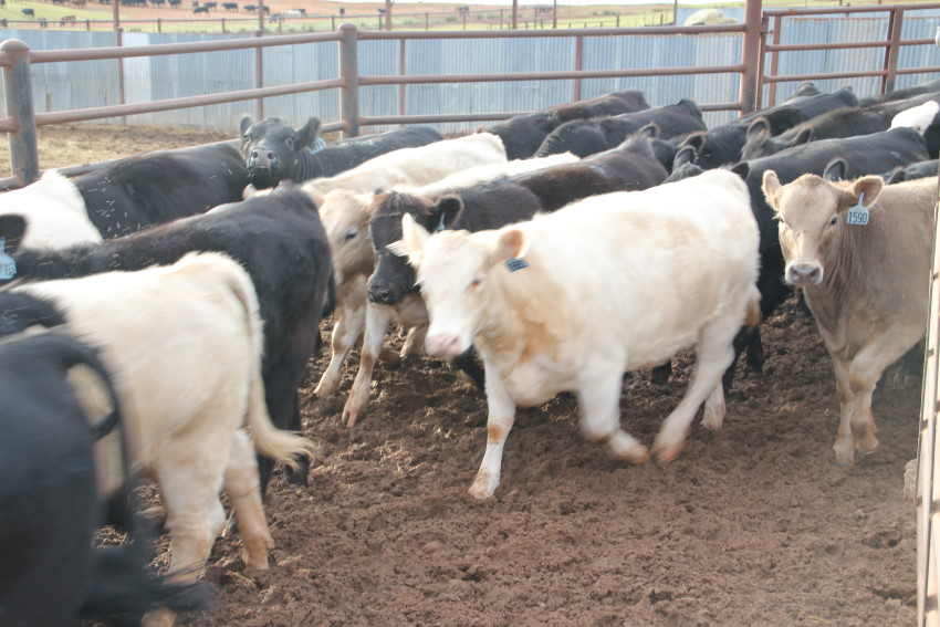 What About a Bud Box for Your Cattle Handling Pen- Justin Waggoner Explains It's Value