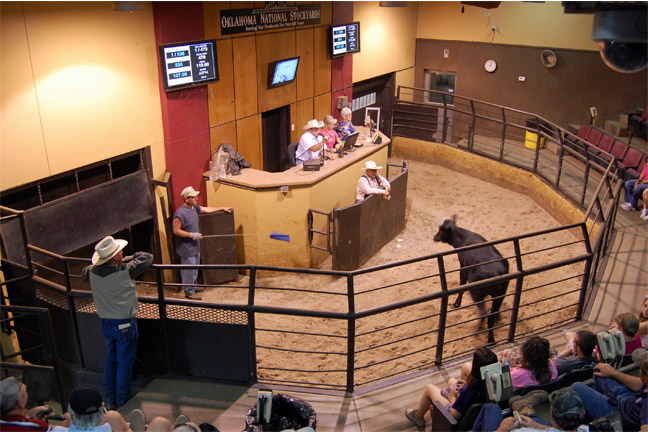 Peel Looks Back at 2014 Record Cattle Market 