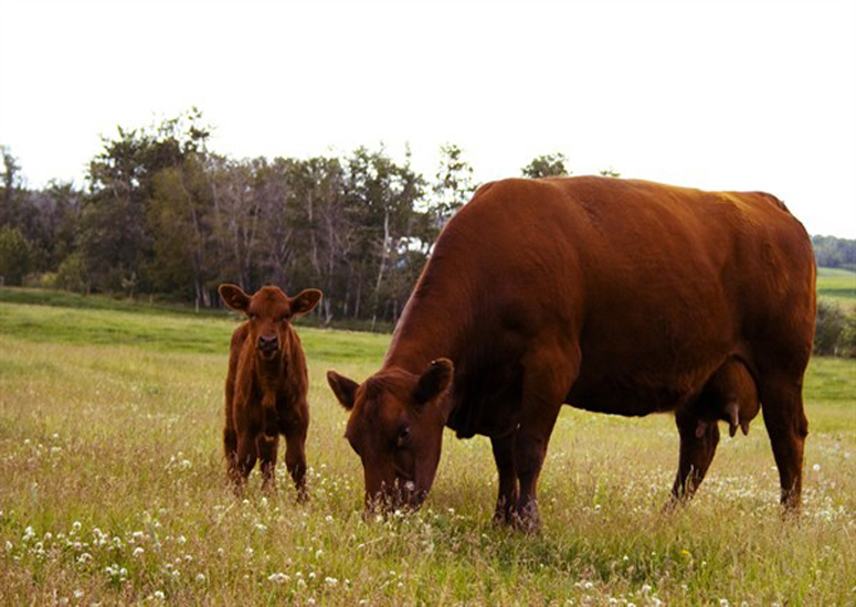 Peel Predicts Another Strong Year for Cattle Producers in 2015