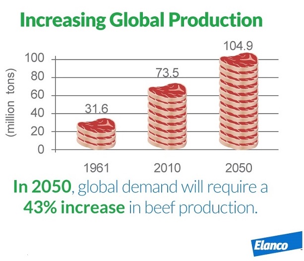 Producing 'Enough' Beef for Growing World Population