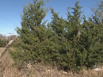 Good Time To Reclaim Pastures from Eastern Redcedar Trees