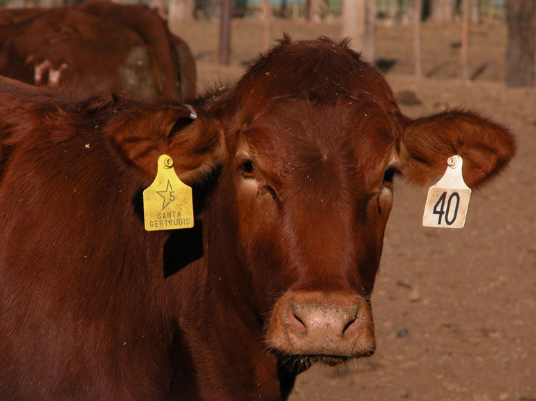 Butler Says It's Time for Beef Industry to Know Their Consumer