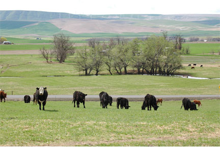 New App Helps Producers Identify and Reduce Lameness in Beef Cattle