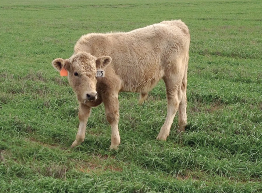 Long Term Impacts of BRD in Feedlot Cattle