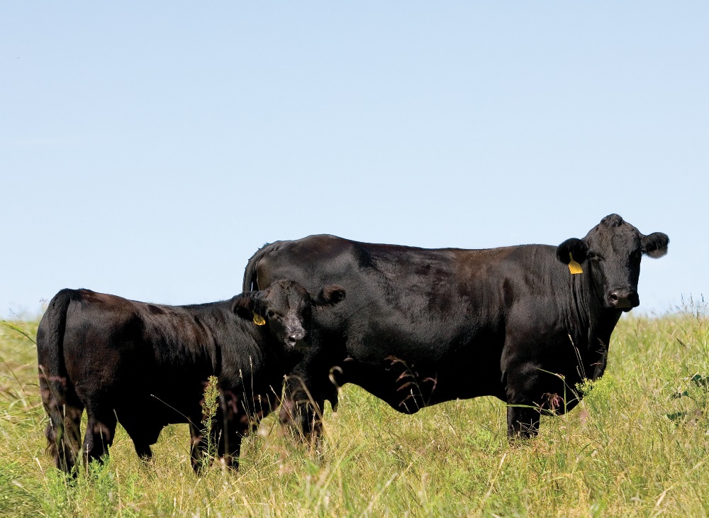 Beef Production Gaining Efficiency, While Reducing Environmental Impact