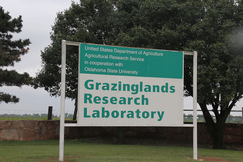 Grazinglands Research Lab Studies Climate Variability Impact on Cattle Production