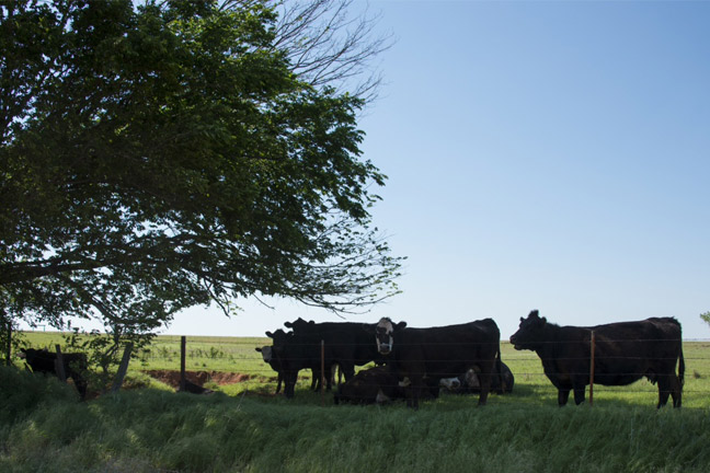 Rabobank Finds Herd Expansion Taking Place, Growth Limited to Heartland