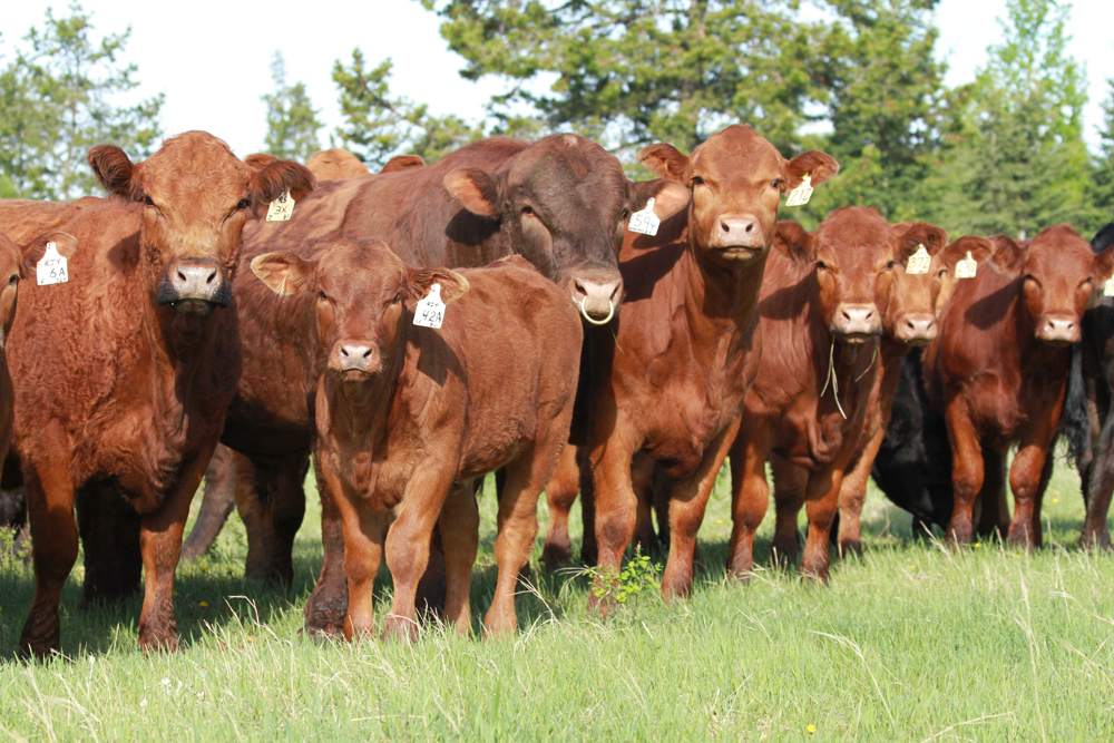 Rabobank Forecasts Solid Returns Will Continue Support Growth of U.S. Beef Cow Herd