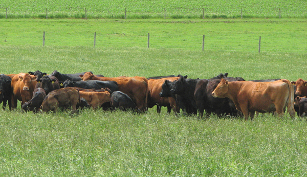 Peel Says U.S. Herd Expansion Will Continue into 2018